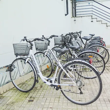 Cats 산세바스티안